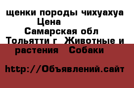 щенки породы чихуахуа › Цена ­ 5000.. - Самарская обл., Тольятти г. Животные и растения » Собаки   